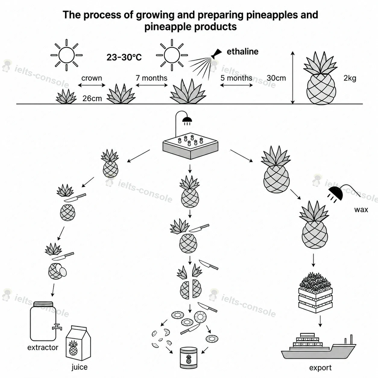 Pineapple growing and preparation 题目图片 1